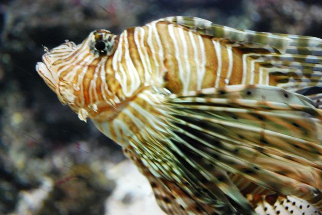 Artis 042.jpg